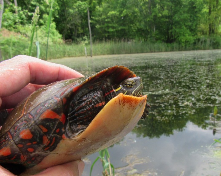 Midland Painted Turtle